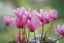 Cyclamen.