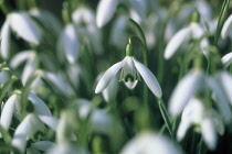 Snowdrop, Galanthus nivalis.