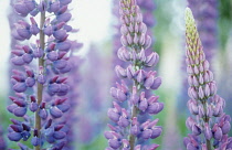 Lupin, Lupinus.