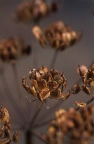 Hogweed, Heracleum sphondylium.