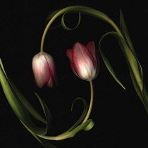 Tulip, Tulipa.