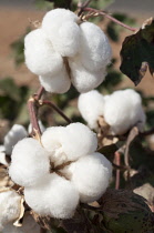 Cotton, Gossypium.