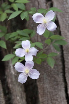 Clematis, Clematis montana.