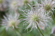 Pasque flower, Pulsatilla vulgaris.