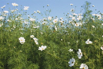 Cosmos, Cosmos bipinnatus 'Sonata white'.