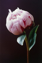 Peony, Paeonia.