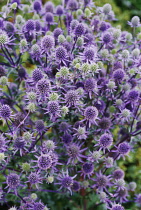 Sea Holly, Eryngium tripartitum.