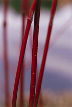 Dogwood, Cornus.