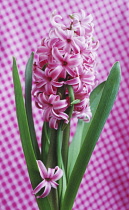 Hyacinth, Hyacinthus.