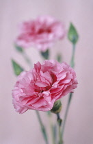 Pink, Dianthus.