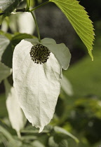 Hankerchief Tree, Davidia involucrata.