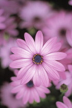 Cape Daisy, Osteospermum.