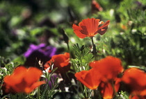 Poppy, Californian poppy, Eschscholzia 'Inferno'.