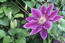 Clematis, Clematis 'Dr Ruppel'.