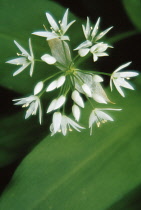 Wildgarlic, Ramsons, Allium ursinum.