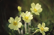 Primrose, Primula vulgaris.