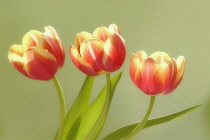 Tulip, Tulipa.