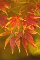 Japanese Maple, Acer palmatum.