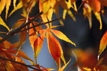 Japanese Maple, Acer palmatum.