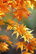 Japanese Maple, Acer palmatum 'O'kagami'.