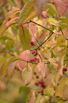 Spindle Tree, Euonymus hamiltonianus.