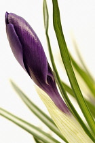 Crocus.