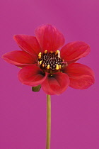 Dahlia, Dahlia 'Roxy'.