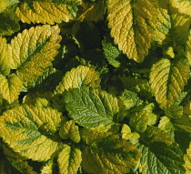 Lemon Balm, Melissa officinalis.