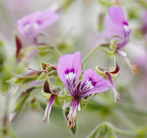 Pelargonium, Pelargonium capitatum.