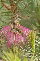 Barrensclawflower, Calothamnus validus.