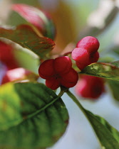 Spindle Tree, Euonymus europaeus.