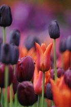 Tulip, Tulipa.