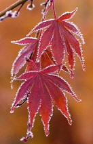 Japanese Maple, Acer palmatum.