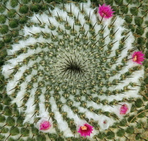 Cactus, Pincushion cactus, Mammillaria.