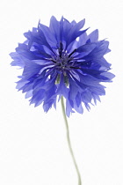 Cornflower, Centaurea cyanus.