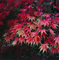 Japanese Maple, Acer palmatum.