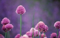 Chive, Allium schoenoprasum.