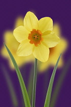 Daffodil, Narcissus.