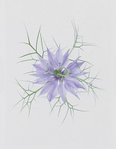 Love-in-a-mist, Nigella damascena.