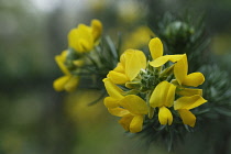 Gorse, Ulex europaeus.