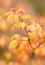 Japanese Maple, Acer palmatum.