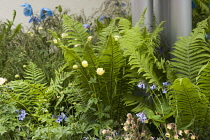 Chelsea Flower Show 2013, RBC Blue water roof garden, Designer Prof Nigel Dunnett. Gold medal