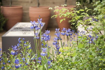 Chelsea Flower Show 2013, Homebase garden, 'Sowing the Seeds of Change' Designer Adam Frost. Gold medal.