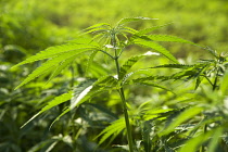 Hemp plant, Cannabis sativa growing as crop.