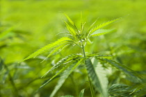 Hemp plant, Cannabis sativa growing as crop.