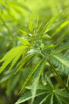 Hemp plant, Cannabis sativa growing as crop.