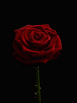 Single dark red rose.