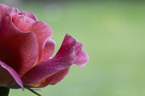 Rosa cultivar. Part view of single flower.