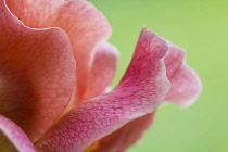 Rosa cultivar. Close, cropped view of single flower showing delicate veining across petals.