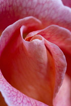 Rosa cultivar. Close, cropped view of furled petals of single flower, filling frame.